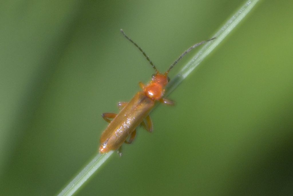 Cantharidae: Cantharis sp,, gr. pallida,